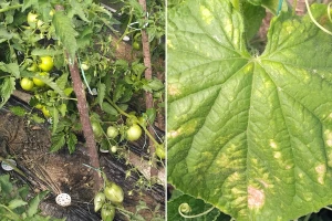 Kurkuma i prašak za pecivo u borbi protiv plamenjače
