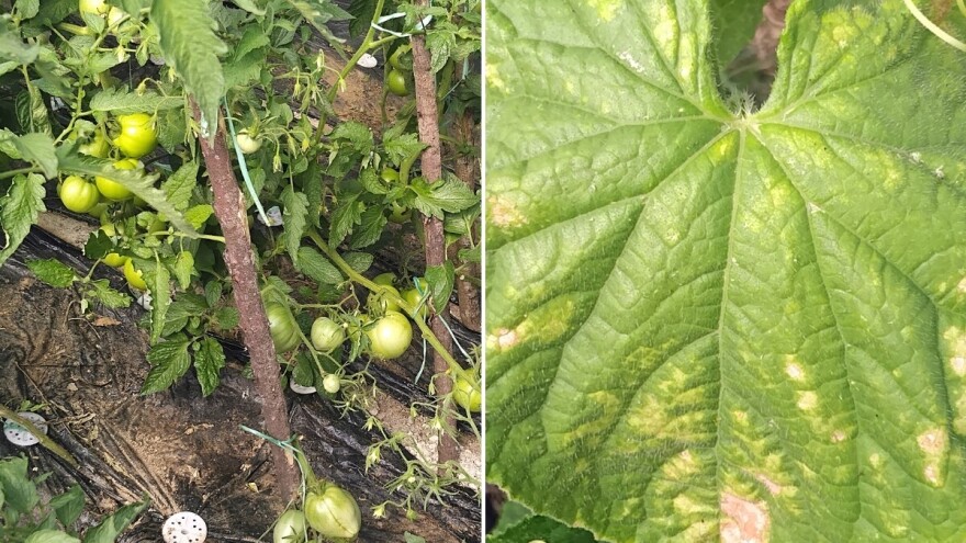 Kurkuma i prašak za pecivo u borbi protiv plamenjače