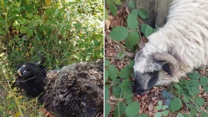 Ponovo poklane ovce na imanju Fedahije Hrnjića: "Ovo je nešto jače od kera"