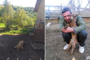 Medvjed usmrtio četiri ovce i odnio ovna: "Vidio sam ga, razvalio je armaturu 8x8"