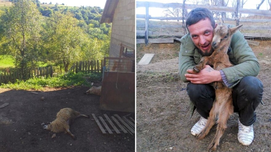 Medvjed usmrtio četiri ovce i odnio ovna: "Vidio sam ga, razvalio je armaturu 8x8"