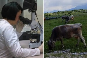 U domaćoj banci čuvaju se geni autohtonih sorti i pasmina