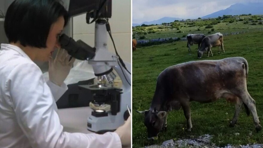 U domaćoj banci čuvaju se geni autohtonih sorti i pasmina