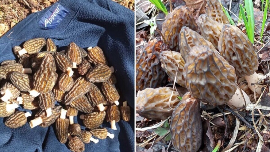 Krenula je potraga za smrčkom, no ako niste sigurni u identifikaciju – nemojte ih brati