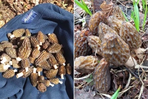 Počeo otkup smrčka: Cijena suhog i do 200 eura po kilogramu!
