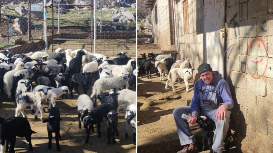 Cijena viša, potražnja ne jenjava - za domaću janjetinu postoje i liste čekanja