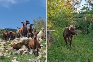 Može li mlijeko s pašnjaka postati tržišna niša za farmere?