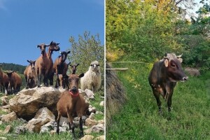 Može li mlijeko s pašnjaka postati tržišna niša za farmere?