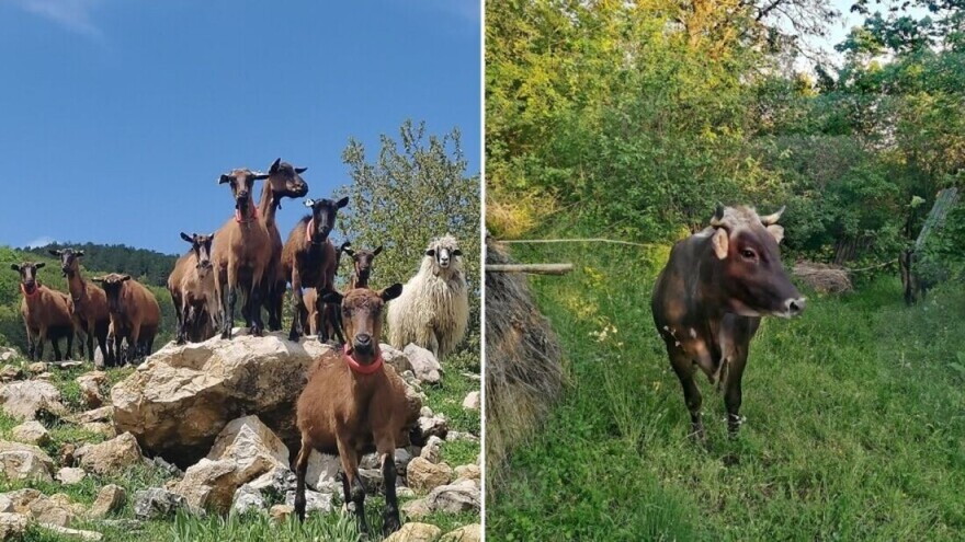 Može li mleko sa pašnjaka da postane tržišna niša za farmere?