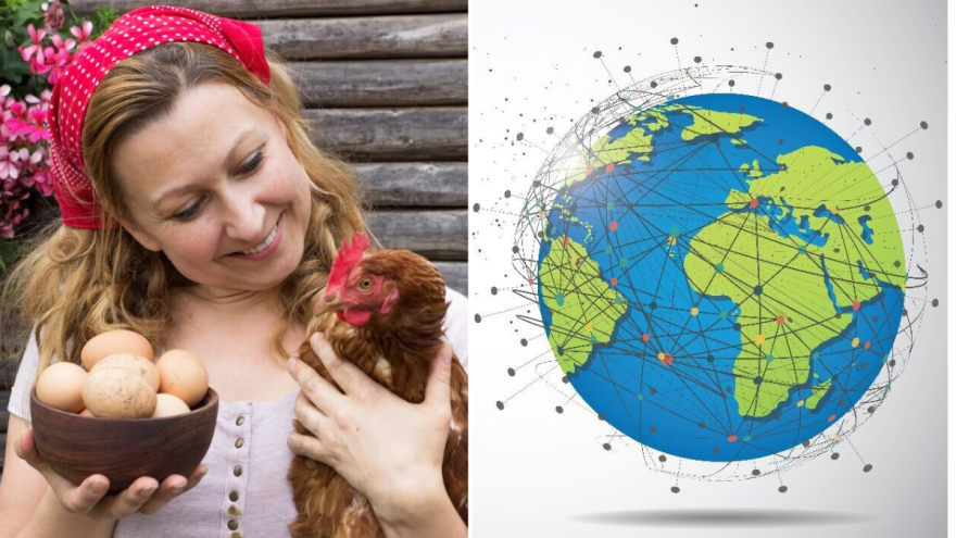 Industrija od 29 milijardi ptica: Kako je živinarstvo postalo stub globalne ishrane