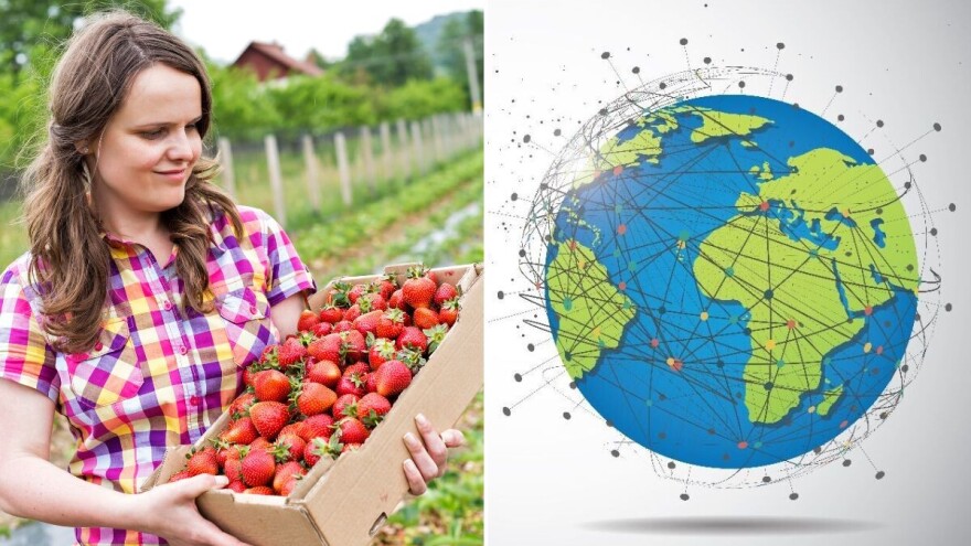 Jagoda: Ni voće ni povrće, nego zeljasta biljka