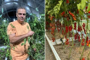 "Zdravo iz vode" - simbioza paradajza i šarana na gazdinstvu Miljana Gaševića