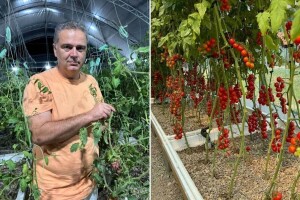 "Zdravo iz vode" - simbioza paradajza i šarana na gazdinstvu Miljana Gaševića