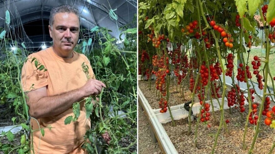 "Zdravo iz vode" - simbioza paradajza i šarana na gazdinstvu Miljana Gaševića