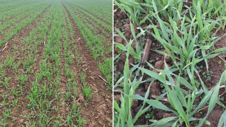 Primjetno prisustvo cikada u usjevu pšenice, ne čekajte proljeće za reakciju