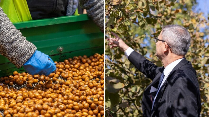 Glamočić najavio formiranje okruga izvrsnosti za lešnik - u planu ozbiljno povećanje proizvodnje