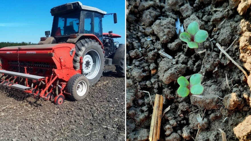 Uljana repica posejana početkom septembra u fazi nicanja - štetočine već prisutne