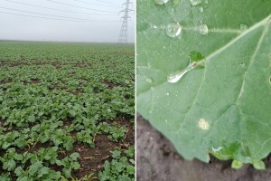 Uočena suva trulež u usevima uljane repice. Kako je prepoznati i šta preduzeti?