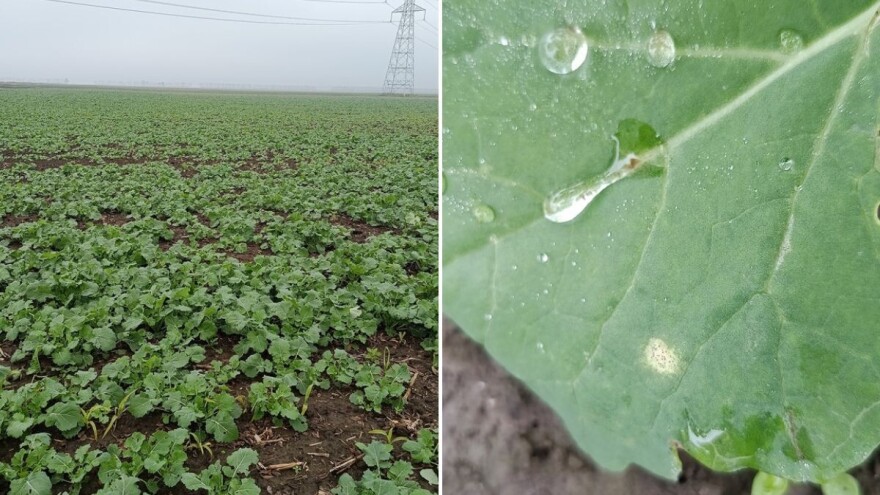 Uočena suva trulež u usevima uljane repice. Kako je prepoznati i šta preduzeti?