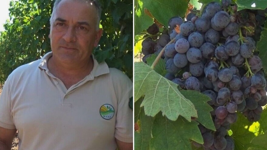 Teška i čudna godina za vinogradare, ali poručuju: Biće kvalitetnog vina