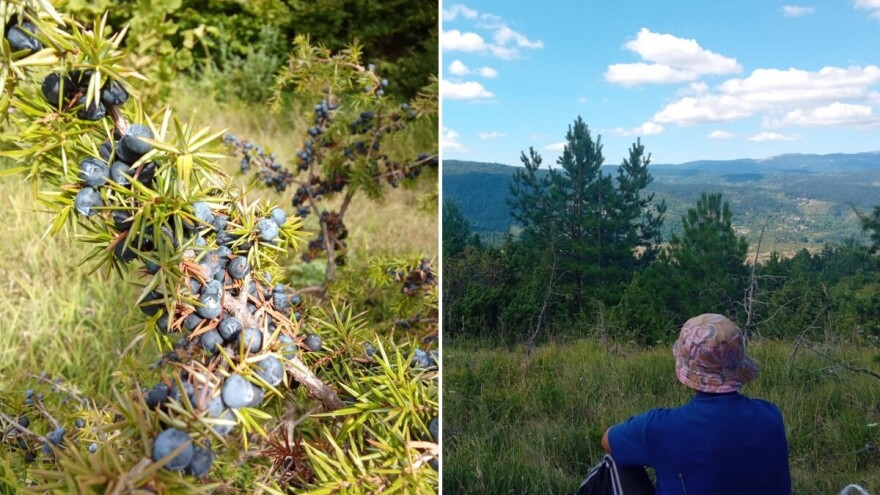 Mještani Janja nude čistu smrekovu bobu: "Više od tone spremno za otkup"