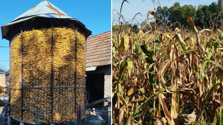 Marko iz Brčkog među prvima počeo berbu kukuruza u klipu: "Prezadovoljan sam"