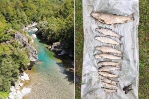 Naučnici iz Evrope pisali bh. vlastima: Hitno preispitati rad HE Ulog i istražiti pomor ribe