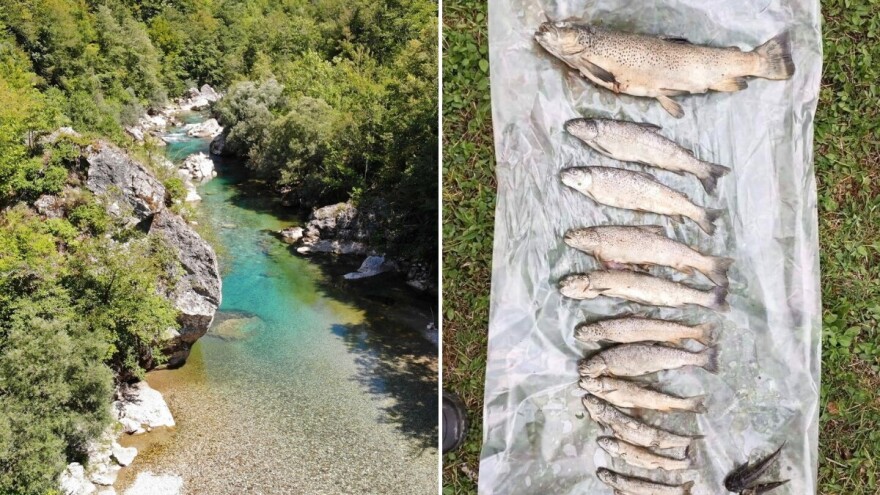 Naučnici iz Evrope pisali bh. vlastima: Hitno preispitati rad HE Ulog i istražiti pomor ribe