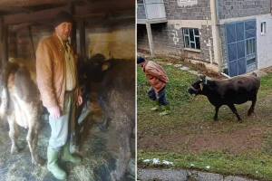 Uz pomoć komšija i prijatelja ponovo oživjela Avdagina štala: "Kupio sam krave"