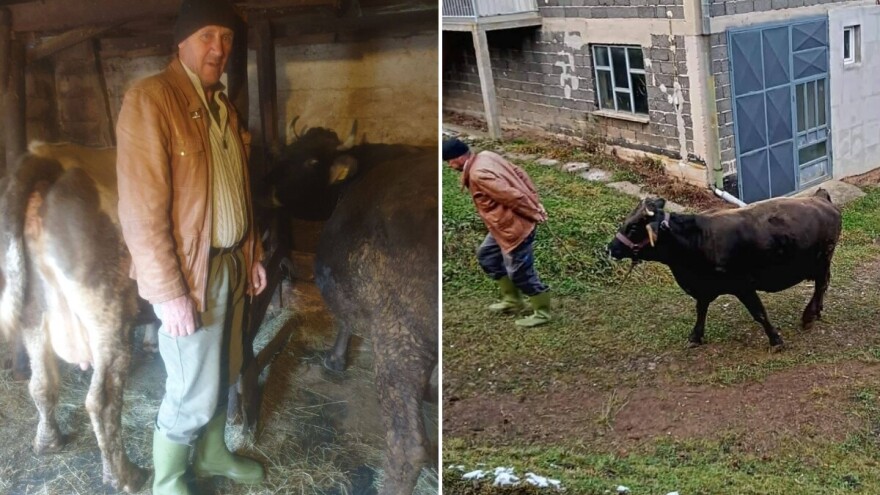 Uz pomoć komšija i prijatelja ponovo oživjela Avdagina štala: "Kupio sam krave"