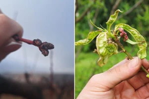 Moguća pojava kovrdžavosti lista breskve kod ranog sortimenta