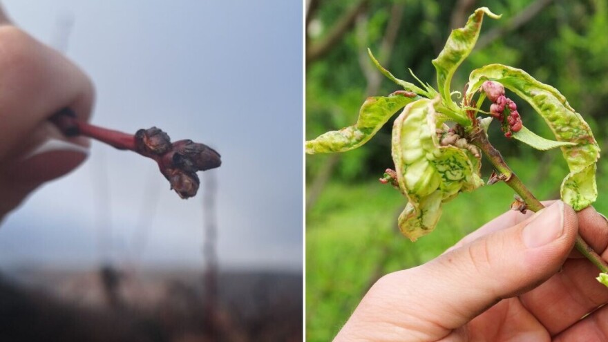 Moguća pojava kovrdžavosti lista breskve kod ranog sortimenta