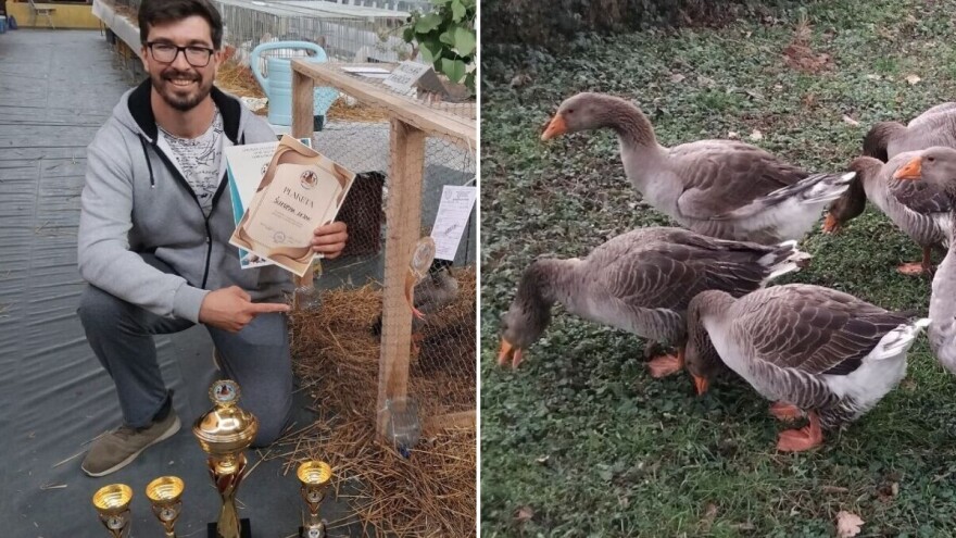 Na farmi kod Šukurme glavne su guske: Velike galamdžije praćene i na YouTubeu