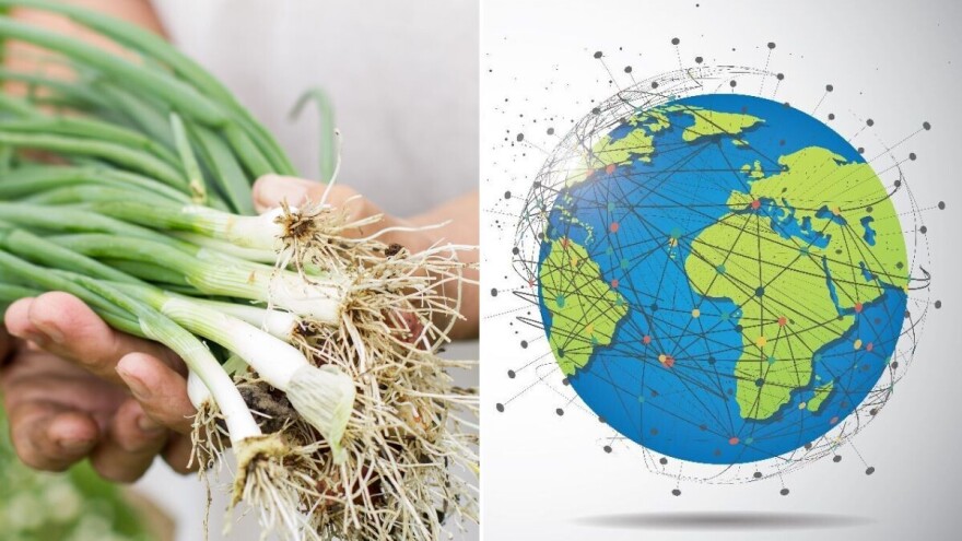 Mladi luk: Od faraona do globalne trgovine