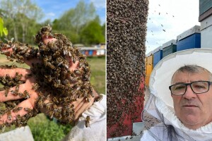 Vrijeme ne ide na ruku pčelarima: Rojenje je strašno ove godine, bagremova paša podbacila