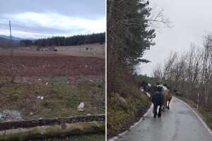 Mještanima prekipjelo: Hitno riješite konje lutalice, ozbiljna su prijetnja i opasnost za ljude