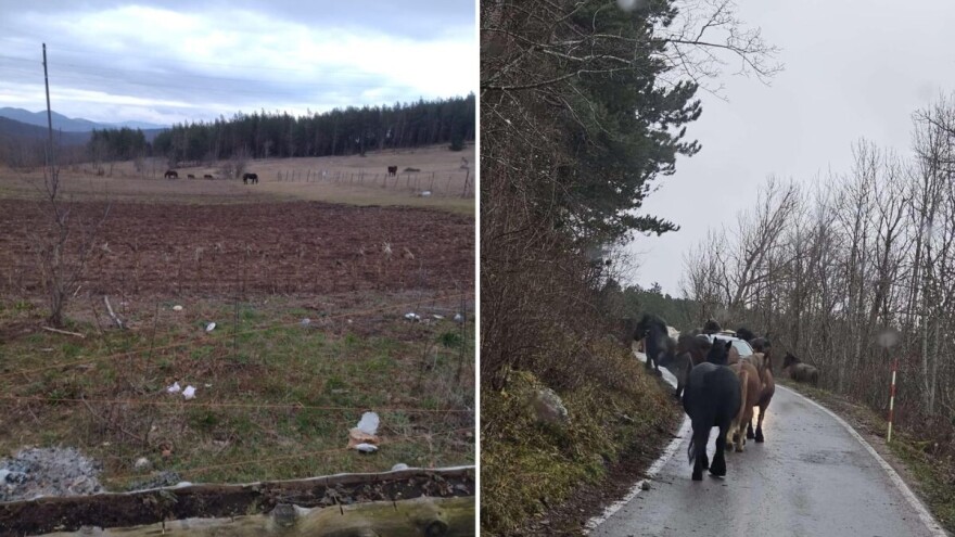 Mještanima prekipjelo: Hitno riješite konje lutalice, ozbiljna su prijetnja i opasnost za ljude