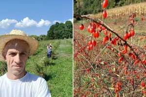 Nenad Zdravković uspešno gaji godži bobice, a ko su najčeći kupci?