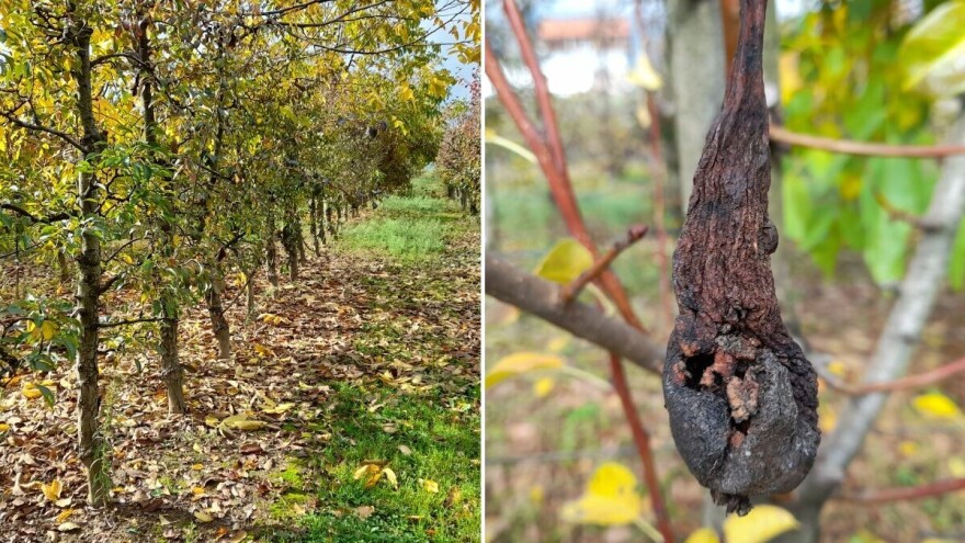 Vrijeme je za jesenji tretman bakarnim preparatima u zasadima krušaka