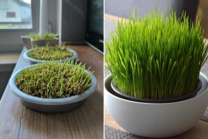 Provjereni savjeti i trikovi za bujnu božićnu pšenicu