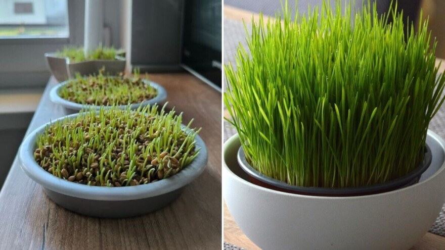 Provjereni savjeti i trikovi za bujnu božićnu pšenicu