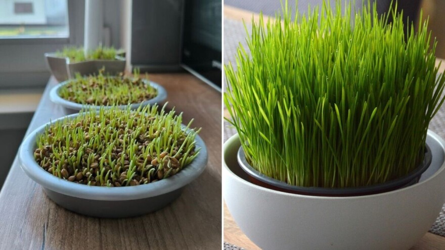 Provereni saveti i trikovi za bujnu božićnu pšenicu