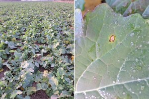 Kako prepoznati suvu trulež uljane repice?