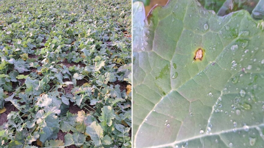 Kako prepoznati suvu trulež uljane repice?