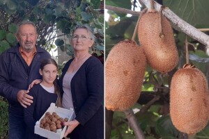 Kivi već 20 godina rađa u srcu Šumadije: Mile i Dragana otkrivaju kako ga gaje