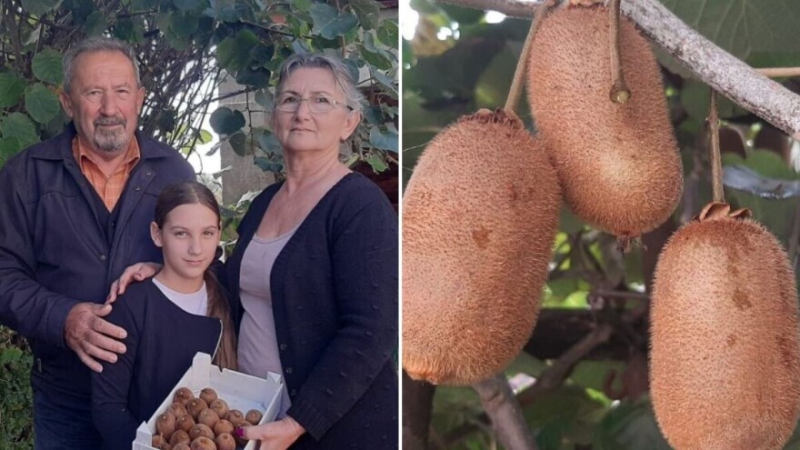 Kivi već 20 godina rađa u srcu Šumadije: Mile i Dragana otkrivaju kako ga gaje