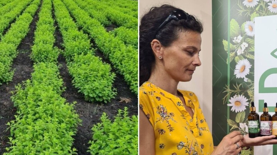 Organski čajevi iz Banata stižu i do Australije