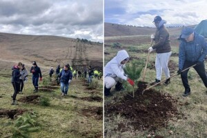 Novih 1.350 sadnica za zeleniji Zlatibor
