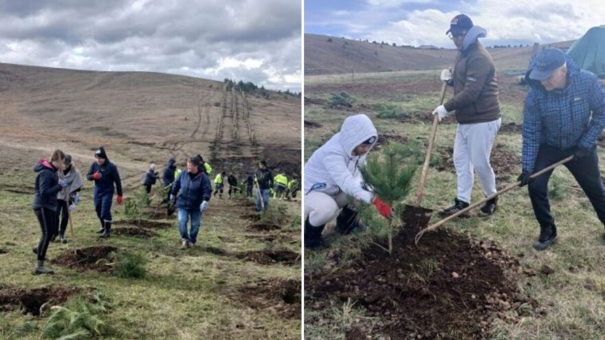Novih 1.350 sadnica za zeleniji Zlatibor