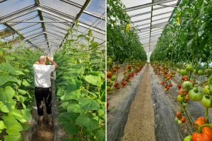 Prvi u Brčkom podigli staklenik, a pod plastenicima je 2.000 kvadrata